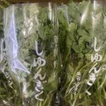 【山形県産 入荷情報】春菊の入荷が最盛期を迎えました