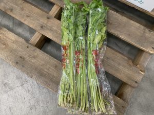【山形県産 入荷情報】セリの入荷が始まりました