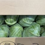 【山形県産 入荷情報】キャベツ(県産秋キャベツ)が入荷のピークを迎えました