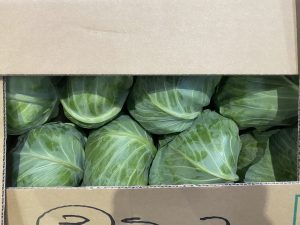 【山形県産 入荷情報】キャベツ(県産秋キャベツ)が入荷のピークを迎えました