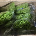 【山形県産 入荷情報】サラダわさび菜が入荷しています