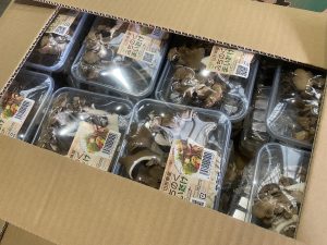 【県外産 入荷情報】舞茸(県外産)の入荷が最盛期を迎えています