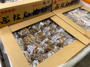 【山形県産 入荷情報】ぶなしめじ(鮭川産）、ナイアガラ(ぶどう)の入荷が始まりました