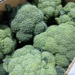【山形県産 入荷情報】ブロッコリー（朝採り）の入荷が最盛期を迎えました