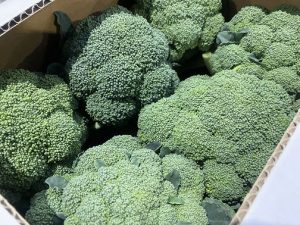 【山形県産 入荷情報】ブロッコリー（朝採り）の入荷が最盛期を迎えました