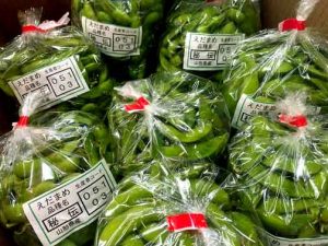【山形県産 入荷情報】枝豆（秘伝豆）、食用菊（早生もって）の入荷が始まりました