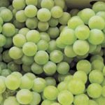 【山形県産 入荷情報】完熟ナイアガラの入荷が始まりました