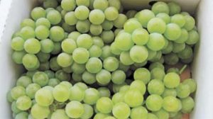 【山形県産 入荷情報】完熟ナイアガラの入荷が始まりました