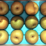 【山形県産 入荷情報】刈屋梨の入荷が最盛期となりました