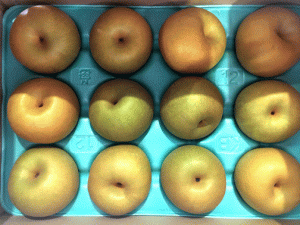 【山形県産 入荷情報】刈屋梨の入荷が最盛期となりました