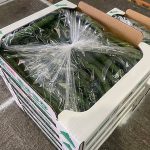 【山形県産 入荷情報】夏秋きゅうり・とうもろこしの入荷が始まりました