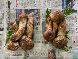 【国産 入荷情報】岩手県産「松茸」の入荷が始まりました