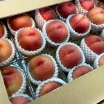 【山形県産 入荷情報】もも(川中島白桃)、食用菊(黄色菊)が入荷しています