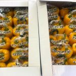 【山形県産 入荷情報】パプリコット(ミニパプリカ)の入荷が始まりました