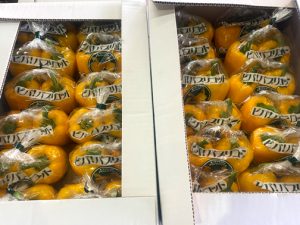 【山形県産 入荷情報】パプリコット(ミニパプリカ)の入荷が始まりました