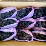 【山形県産 入荷情報】ピオーネ(加温ハウス物)の入荷が始まりました