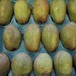 【山形県産 入荷情報】ラ・フランスの入荷が始まりました