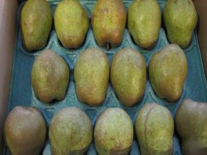 【山形県産 入荷情報】ラ・フランスの入荷が始まりました