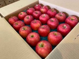 【山形県産 入荷情報】りんご(早生ふじ)の入荷が始まりました