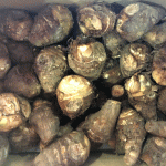 【山形県産 入荷情報】里芋の入荷が最盛期となりました