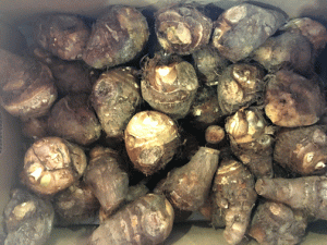 【山形県産 入荷情報】里芋の入荷が最盛期となりました