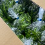 【山形県産 入荷情報】ししとう・小玉スイカの入荷が始まりました