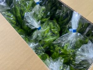 【山形県産 入荷情報】ししとう・小玉スイカの入荷が始まりました