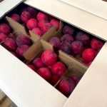 【山形県産 入荷情報】すもも・かぼちゃの入荷が始まりました