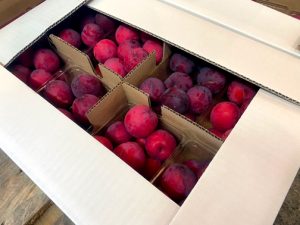 【山形県産 入荷情報】すもも・かぼちゃの入荷が始まりました