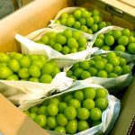 【山形県産 入荷情報】シャインマスカット、ねぎが最盛期となります