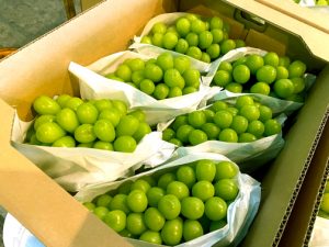 【山形県産 入荷情報】シャインマスカット、ねぎが最盛期となります