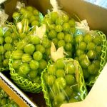 【山形県産 入荷情報】シャインマスカットの入荷が最盛期となりました