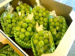 【山形県産 入荷情報】シャインマスカットの入荷が最盛期となりました
