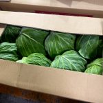 【山形県産 入荷情報】キャベツ(山形市高瀬産)の入荷が始まりました