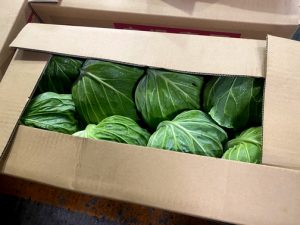【山形県産 入荷情報】キャベツ(山形市高瀬産）の入荷が始まりました