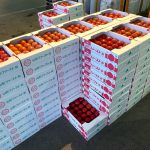 【おすすめ野菜】夏野菜の定番「トマト」