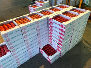 【おすすめ野菜】夏野菜の定番「トマト」