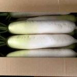 【山形県産 入荷情報】秋大根の入荷が最盛期を迎えました