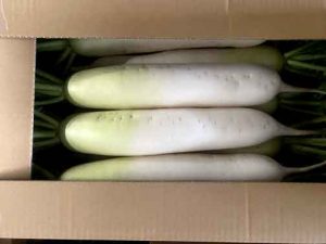【山形県産 入荷情報】秋大根の入荷が最盛期を迎えました