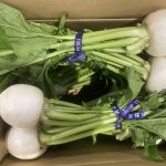 【山形県産 入荷情報】小かぶの入荷が始まりました