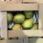 【山形県産 入荷情報】西洋梨(バラード)の入荷が始まりました