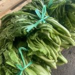 【山形県産 入荷情報】青菜の入荷が始まりました