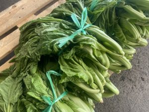 【山形県産 入荷情報】青菜の入荷が始まりました
