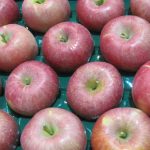 【山形県産 入荷情報】ふじ(りんご)の入荷が始まりました
