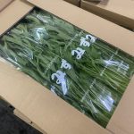 【山形県産 入荷情報】みず菜が旬の時期になりました