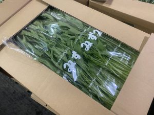 【山形県産 入荷情報】みず菜が旬の時期になりました