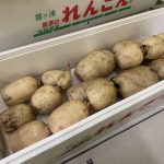 【県外産 入荷情報】れんこん(茨城県産)の入荷が最盛期を迎えます