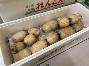 【県外産 入荷情報】れんこん(茨城県産)の入荷が最盛期を迎えます