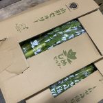 【山形県産 入荷情報】セルリー(秋作)の入荷が迎えました