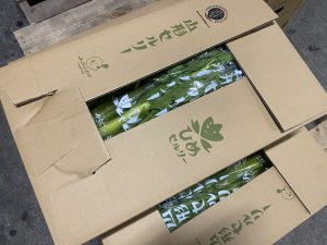 【山形県産 入荷情報】セルリー(秋作)の入荷が迎えました